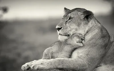 Семья льва , львица и львёнок, …» — создано в Шедевруме