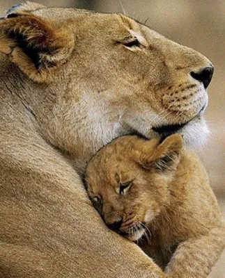 Фотография животное Львы Большие кошки Львица с львенком