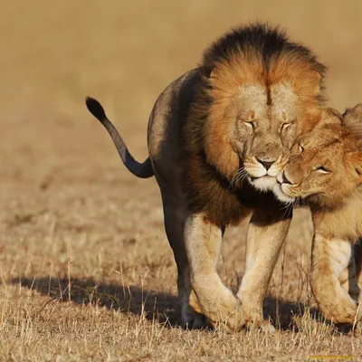 Лев и львица стоковое фото. изображение насчитывающей парк - 150888360