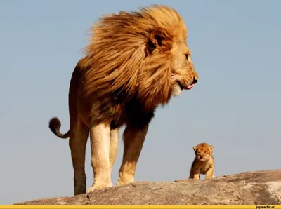Львица долго пыталась привлечь внимание льва, но он отверг ее