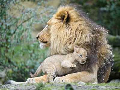 Лев львица и три львенка - красивые фото