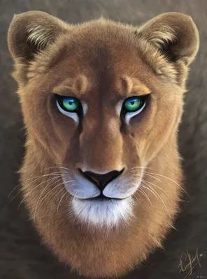 Львица | Пикабу