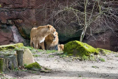 Фотообои Лев и львица на стену. Купить фотообои Лев и львица в  интернет-магазине WallArt