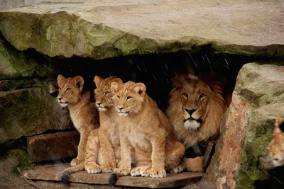 В зоопарке США львица убила отца своих троих детенышей - Российская газета