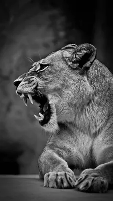 Портрет львицы | Пикабу