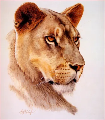 африканский лев в африканских зарослях, Фото, красивая картинка львицы,  львица фон картинки и Фото для бесплатной загрузки