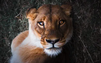 Жизнь без «царя»: смогут ли львицы выжить отдельно от самцов | Заметки о  животных | Дзен