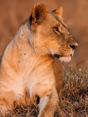 Красивая львица (63 фото) | Животные, Сфинкс, Львы