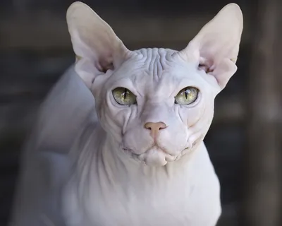 Сфинксы - лысые кошки с большой душой» — создано в Шедевруме