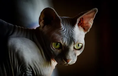 Лысые кошки: породы, особенности и уход в интернет зоомагазине Любимчик