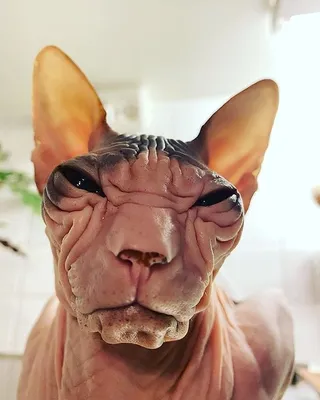 Лысые кошки-сфинксы с глазами Дэвида Боуи стали звездами Instagram | WMJ.ru