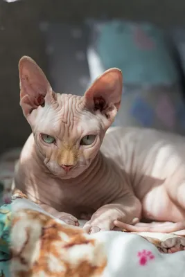 Бамбино, Dwarfcat или бесшерстная коротколапая карликовая кошка. | Пикабу