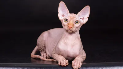 Саратовцы пожалели лысую кошку с маникюром — Регион 64