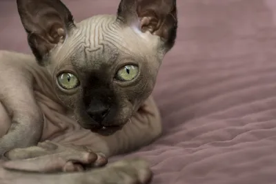 Лысые кошки: породы, особенности и уход в интернет зоомагазине Любимчик