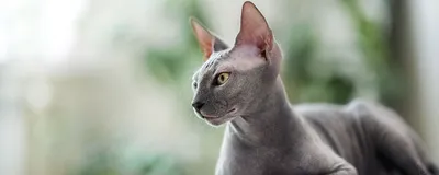 Породы лысых кошек | Кошки, Фотографии