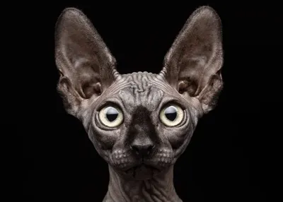 Кошка эльф – описание породы с фото от А до Я