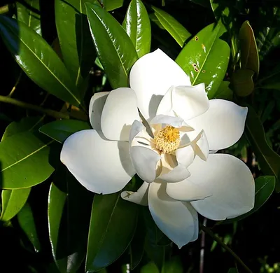 Магнолия вечнозеленая (Magnolia Grandiflora) Купить в Симферополе | Садовый  центр Фрея, Крым