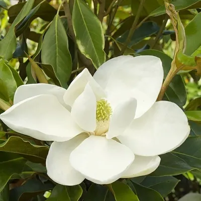 Магнолия Суланжа (Magnolia soulangeana)