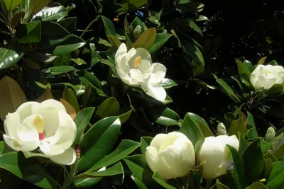 Magnolia hybrida 'Sunsation', Магнолия гибридная 'Сансэйшн'|landshaft.info