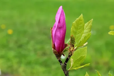 Магнолия крупноцветковая, или грандифлора (Magnolia grandiflora) –  вечнозелёное дерево до 30 м высотой в тропиках (ствол до 1,4 м в толщину),  до 20 м в субтропиках, и пока до 5 м в