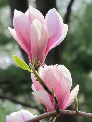 Цветы магнолия: описание видов, 90 фото красивой магнолии в саду | Магнолия,  Красивые цветы, Посадка цветов