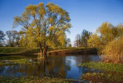 весенний пейзаж на Уральской реке с березами на берегу, Россия, Урал, май  Photos | Adobe Stock