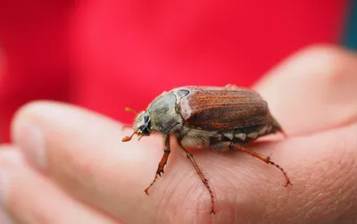 Майский жук и хрущ. Как избавиться от вредителя | PRO ОГОРОД | Дзен