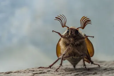 Майские жуки в цифрах и фактах. Инфографика | Природа | Общество |  Аргументы и Факты