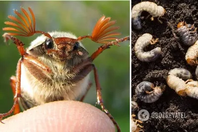 Майский жук: какой вред он наносит и почему надо срочно уничтожать его  личинки - Рамблер/новости