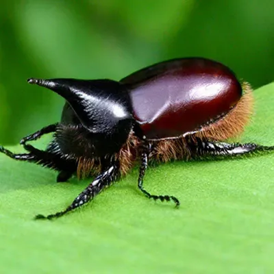 Майский жук и его личинки: фото, описание, как избавиться в саду и огороде  навсегда, что едят, где живут