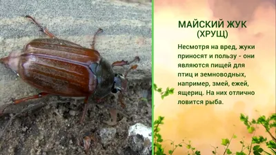 10 способов поймать майского жука» — создано в Шедевруме