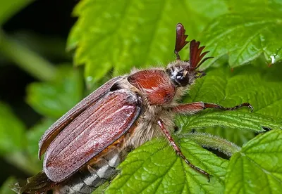 Майские жуки - описание, симптомы и меры защиты – ЭТК Меристемные культуры