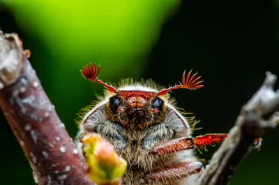 Майские жуки захватывают Беларусь