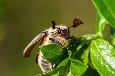 Майские жуки. Интересные факты о знакомых насекомых