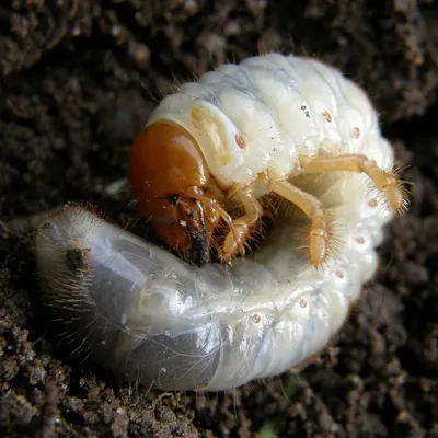 Средства борьбы с майскими жуками и их личинками – эффективные средства  уничтожения майских жуков