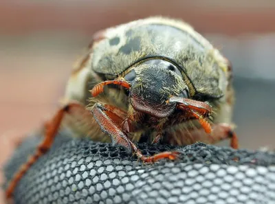 Майские жуки и не только: какую еще живую «экзотику» продают белорусы в  сети — Блог Гродно s13