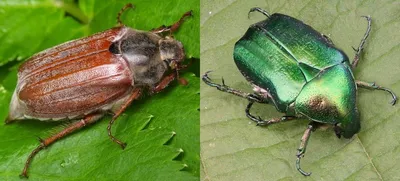Спасём перевернувшихся майских жуков! | Пикабу