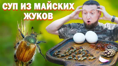 Майский жук вреден, но достоин уважения - Новости Орла и Орловской области  Орелтаймс