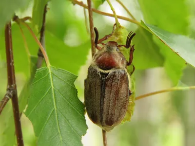 Лучшие идеи (8) доски «Майский жук» | майский жук, жуки, насекомые