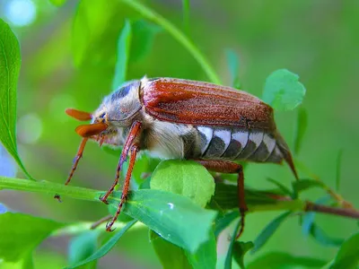 Майские жуки | Пикабу