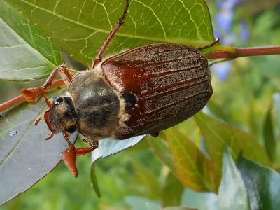 В Подмосковье проснулись майские жуки - В регионе - РИАМО в Люберцах