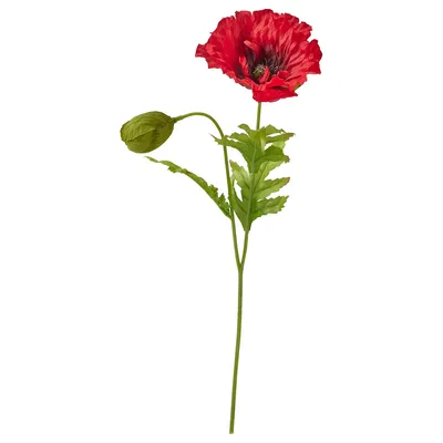 Опиумный мак Цветок Цветочный мак, цветок, Стебель растения, цветок, мак  png | PNGWing