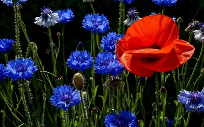 Маки и васильки - обои на андроид бесплатно. | French flowers, Flowers  photography, Pictures to paint