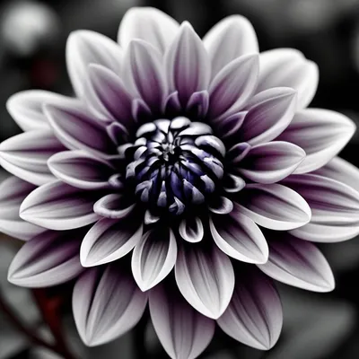 Полевой цветок Алтая, макро, туман, …» — создано в Шедевруме