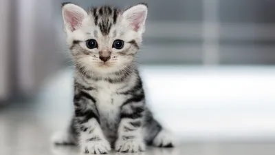 Милые и маленькие котята» — создано в Шедевруме