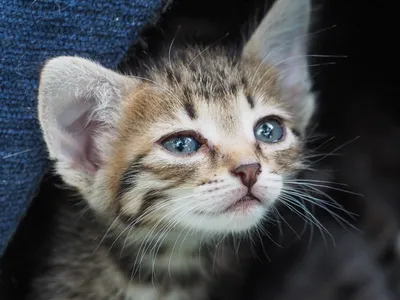 Много маленьких котят - 68 фото