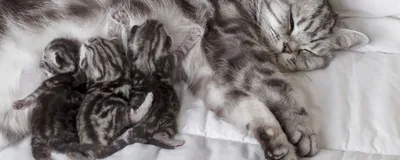 Луис Уэйн - Двое маленьких котят, 30×34 см: Описание произведения | Артхив