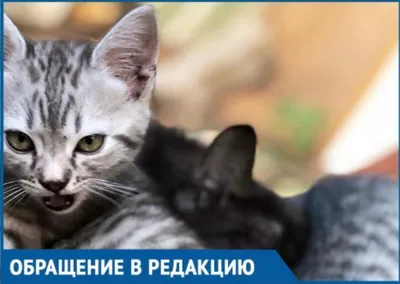 Две кошки. Большой серый кот и маленький котенок. Котенок смешно держит  лапу. Мама кошка и малыш. Мама серая, пушистая, красивый мех. Котенок  маленький, белый с рыжим. Семейный портрет двух кошек Stock Photo |