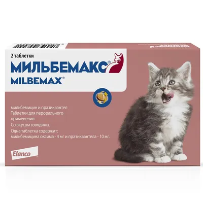 Старый кот стал приемным отцом маленьких котят - Питомцы Mail.ru