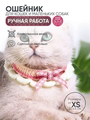 Челябинский Портал Защиты Животных • Кошка Люся ищет дом (было : 7 маленьких  котят в подъезде в коробке (фото)